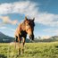 Pferd grast auf einer grünen Wiese vor Berglandschaft bei blauem Himmel